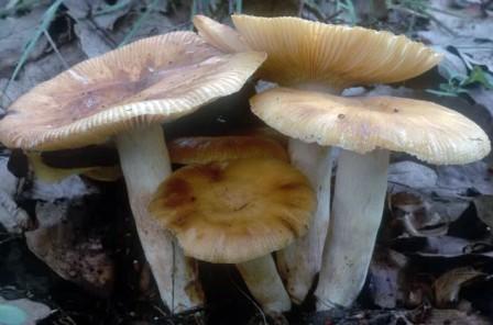  ,  Russula foetens